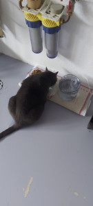Photo de galerie - Garde 2 chats chez la personne
(chat chartreux 4 ans + chatte gouttière 2 ans)
15 visites 