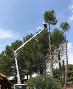Photo de galerie - Abattage d'un arbre de 30 M