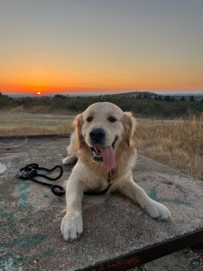 Photo de galerie - Ugo, golden retriever, en garde chez moi