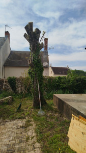 Photo de galerie - Taille d'arbre