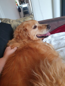 Photo de galerie - Garde Golden Retriever 