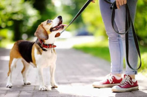 Photo de galerie - Promenade de chien 