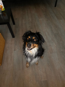 Photo de galerie - Garde chien