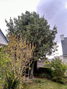 Photo de galerie - Elagage et coupe d'arbres