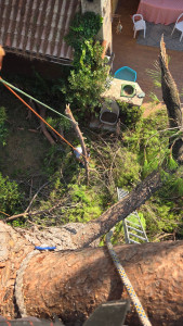 Photo de galerie - Rétention des branches suite a l'abattage du pin.