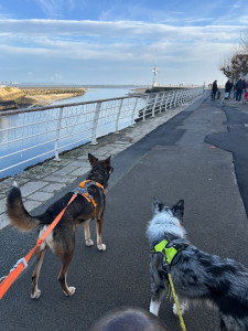 Photo de galerie - Garde chien