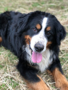 Photo de galerie - Chien bouvier bernois 