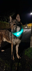 Photo de galerie - Garde chien