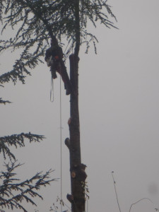 Photo de galerie - Elagage et coupe d'arbres