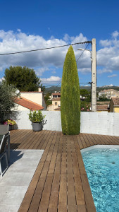 Photo de galerie - Taille d’un cyprès