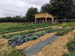 Photo de galerie - Création de potager et montage d'une grande cabane pour les chevaux et l'outillage 