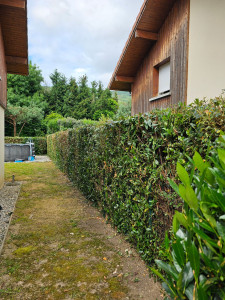 Photo de galerie - Taille de haies et d'arbustes