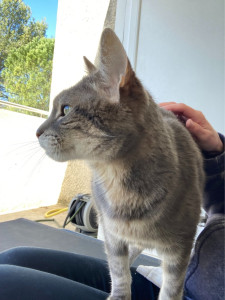 Photo de galerie - Visite quotidienne du chat B*