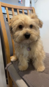 Photo de galerie - Toilettage