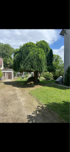 Photo de galerie - Tonte de pelouse désherbage et débroussaillage d’un jardin 