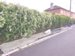 Photo de galerie - Taille-haies