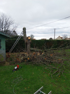 Photo de galerie - Abattage 