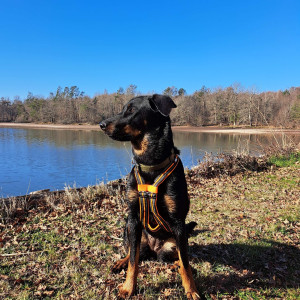 Photo de galerie - J'ai ma chienne qui sera présente si je suis amenée à garder vos animaux.