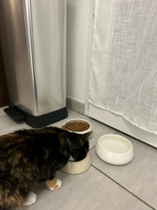 Photo de galerie - Mission: s’occuper de Rocket