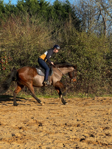 Photo de galerie - équitation 