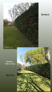 Photo de galerie - Taille de haies 