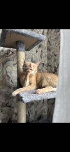 Photo de galerie - Garde chat 