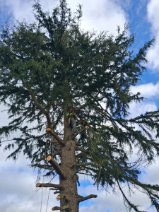 Photo de galerie - À bâtage d'un gros sapins 