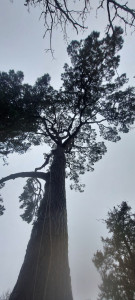 Photo de galerie - Rehaussement et taille de bois mort dans un pin.