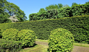 Photo de galerie - Taille de haie et d’arbuste