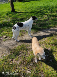 Photo de galerie - Promenade au soleil avec 2 loulous en avril 2025