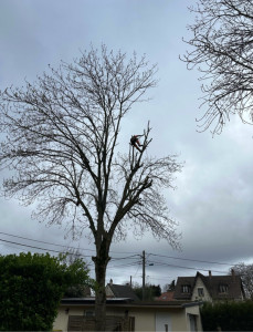Photo de galerie - Elagage et coupe d'arbres
