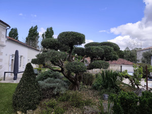 Photo de galerie - Taille art topiaire 