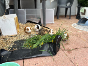 Photo de galerie - Aménagement de lieu de vie pour mes pouics pouics 