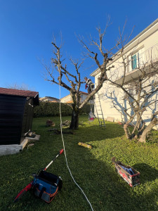 Photo de galerie - Coupe d'arbres et jardinage