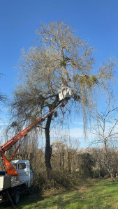 Photo de galerie - Abattage d’un saule avec nacelle 