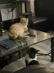 Photo de galerie - Deux chats que je garde régulièrement.