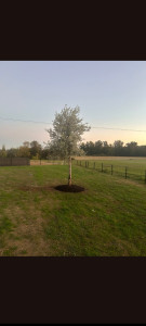 Photo de galerie - Plantation olivier 3 mètres 