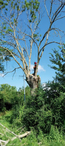 Photo de galerie - Elagage et coupe d'arbres