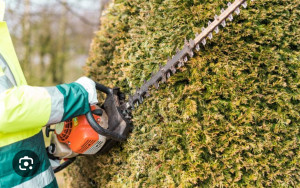 Photo de galerie - Taille de haie entretien 