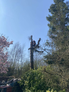 Photo de galerie - ? Démontage d’arbre réalisé avec succès ! 
