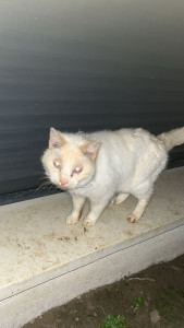 Photo de galerie - Garde chat