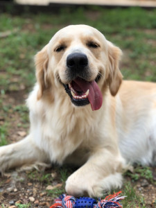 Photo de galerie - Garde animaux