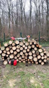 Photo de galerie - Suite de la coupe d’arbre 