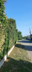 Photo de galerie - Taille verticale de haie H 5m