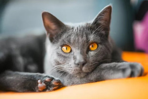 Photo de galerie - Garde chat