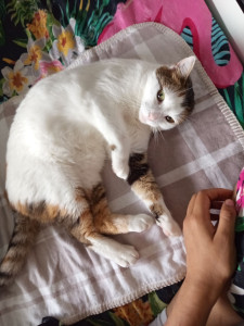 Photo de galerie - Garde chat