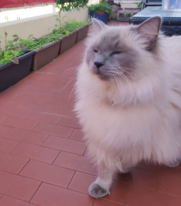 Photo de galerie - Garde chat