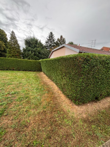 Photo de galerie - Taille de haie 