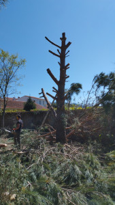 Photo de galerie - Finitions, évacuation des branches et recoupe du bois