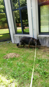 Photo de galerie - Voici Rocki un chien que j'ai promené 